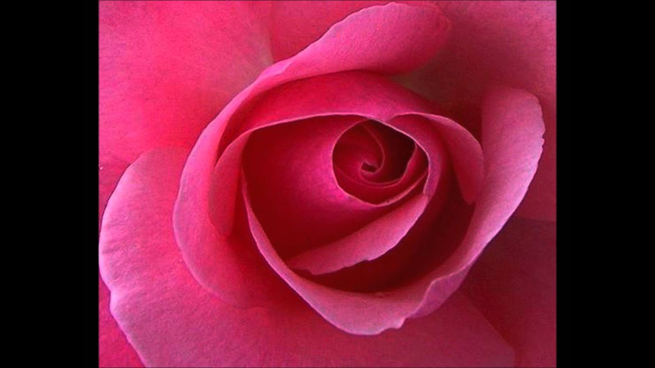 A Rose by any other name is still... YouTube