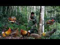 Survival in the wild, wild chicken traces, Wild chicken trapping in the wild, farm in the wild