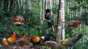 Survival in the wild, wild chicken traces, Wild chicken trapping in the wild, farm in the wild