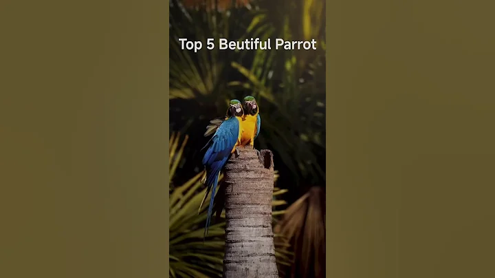 Top 5 Most Beautiful Parrot in the world