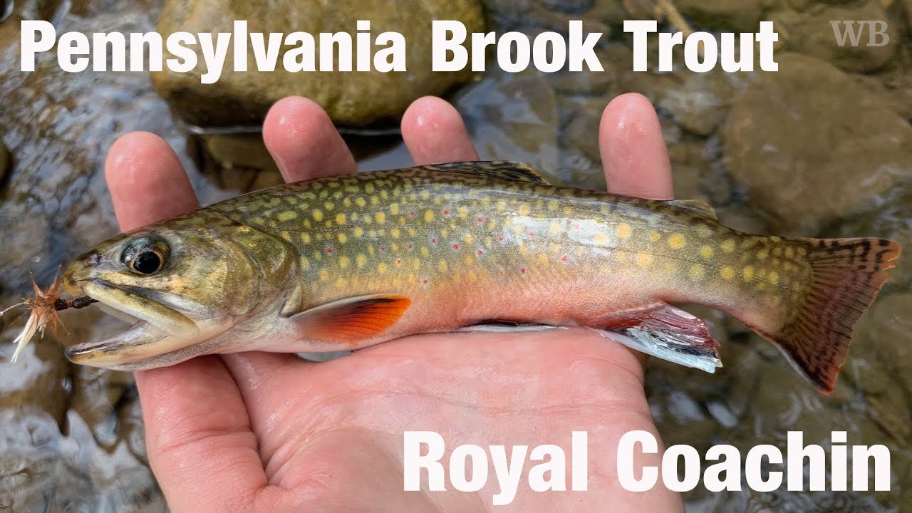 Pennsylvania Brook Trout, Royal Coachin Wooly Bugged YouTube