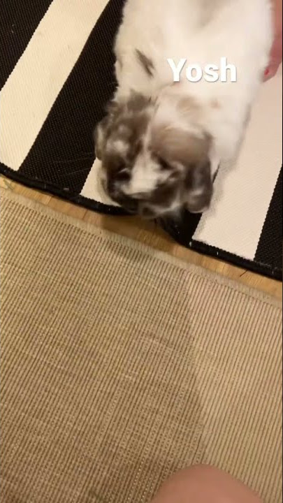 Yoshi why sniff sniff