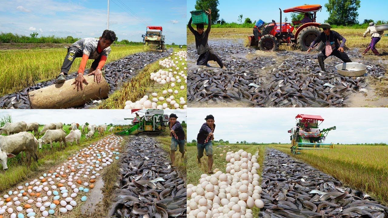Best Top4 Fishing Underground in Dry Season - Technique Catching & Catfish Under Scrap Rice