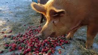 Cutting feed costs for pigs during the winter