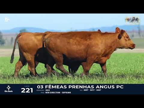 LOTE 221   TAT A607, A617, A667 F Red Angus