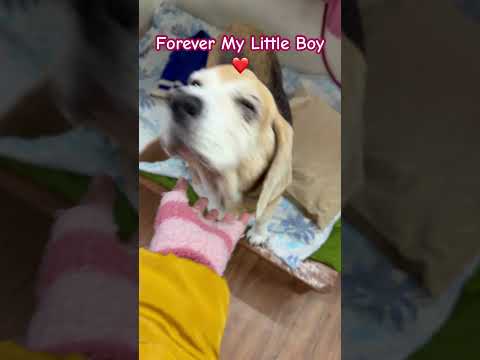 The sweetest soul ever #leo #memories #missyou #viral