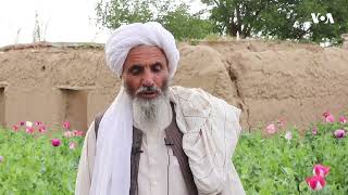 ده‌ها جریب کشتزار کوکنار در ولایت فاریاب تخریب شد