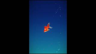 Aquarium Relexing Music For Stress Relief l Goldfish 3D Relaxing Aquarium Gameplay screenshot 5