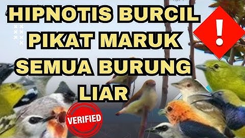 Asli Suara pikat Burcil paling ampuh‼️Suara khas Pikat Burcil Yang Paling Banyak di Pakai Suhu Pikat