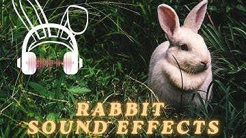 Rabbit sound effect | Rabbit sound | Animal sounds