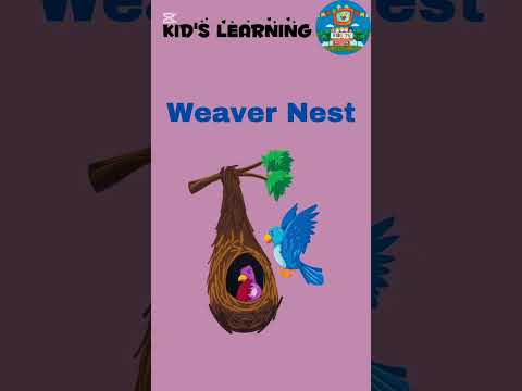 KID S LEARNING TYPES OF NEST