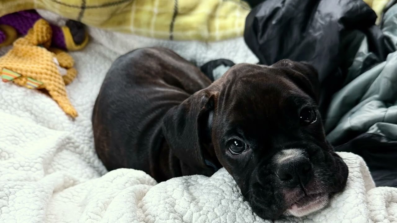 Shilo‘s first month with me at home￼