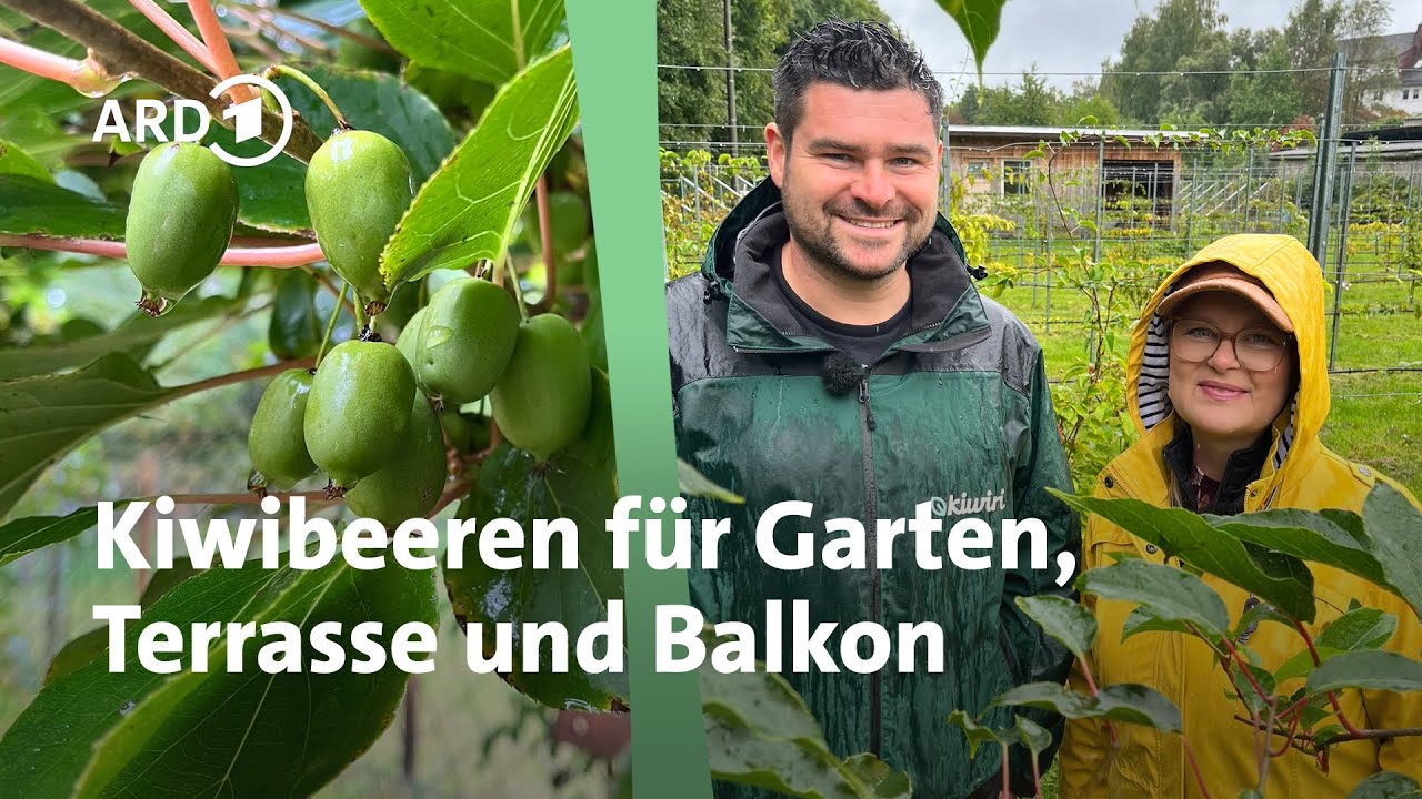 Kiwibeeren im Garten und im Topf selbst anbauen | MDR Garten