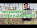 アスパラガス収穫作業を新人スタッフに教えます！求人募集中/住み込み/量あり/短期：北海道 富良野 メロン農家の寺坂農園