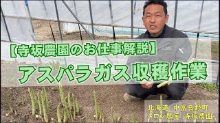 アスパラガス収穫作業を新人スタッフに教えます！求人募集中/住み込み/量あり/短期：北海道 富良野 メロン農家の寺坂農園