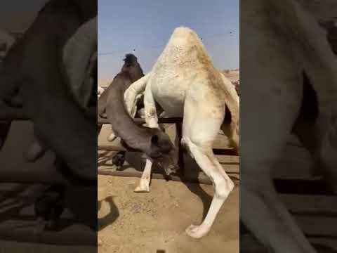 سوق الأنعام بريده القصيم البورصه للمواشي