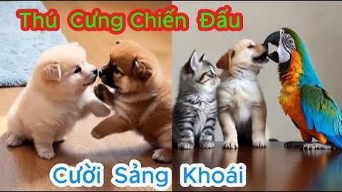Những khoảnh khắc hài hước của thú cưng - Video về chó mèo động vật phần 10