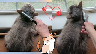 CAT loves being BRUSHED  HaHaHa  (too cute)