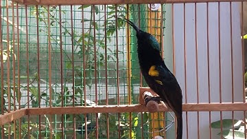 Burung King Konin gacor ngobra mewah!!