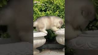 These Fluffy Little Puppies Are So Cute When They Go Tumbling Around