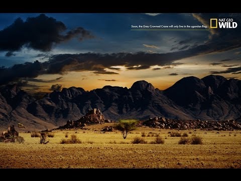 Nat Geo Wild | Nature Documentary | Wildlife Animal | Discovery Channel Animals # 2016 HD 2