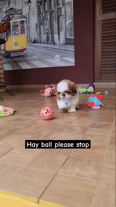 1 month old Shihtzu puppy wants to play | Shihtzu dog puppy | #shihtzupuppy #trendingshorts