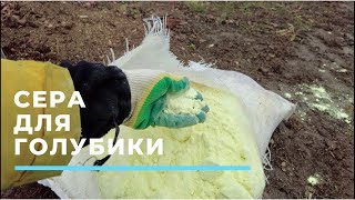 видео: Сера для голубики картинка: Сера для голубики