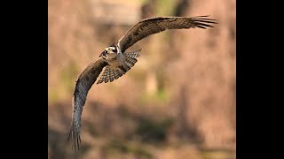 Photographing Ospreys with Nikkor 180-600mm.