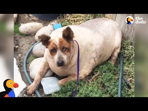 Overweight Dog Finally Knows What Love Feels Like | The Dodo