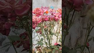 a spring day 🌷 #bollywoodsongs #hindisong #minivlog #upscpreparation #upscjourney #upsclife