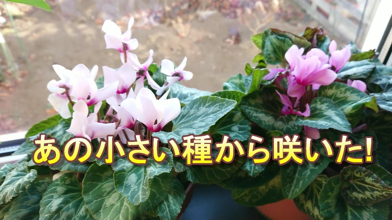 種から育てたシクラメンが花を咲かせました Youtube 種から育てたシクラメンが花を咲かせました Youtube
