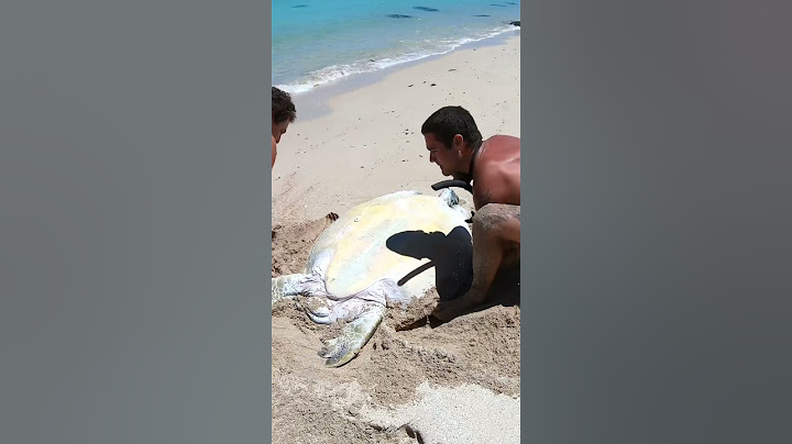 Sea Turtle Stuck On Remote Beach..