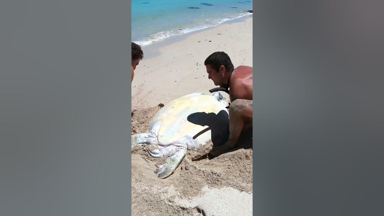 Sea Turtle Stuck On Remote Beach..