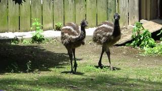 Fine Young Emus