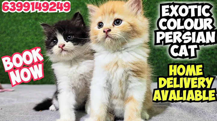 Video 10930311: persiancat cat pets, persian kitten, home pets cat