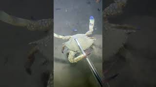 Diving boyの配信のサムネイル画像