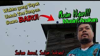 Suara walet baru berkualitas, Tes 3 menit, mampu mengundang anakan walet tetangga!