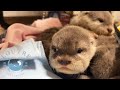 How to Recognize 5 Baby Otters!