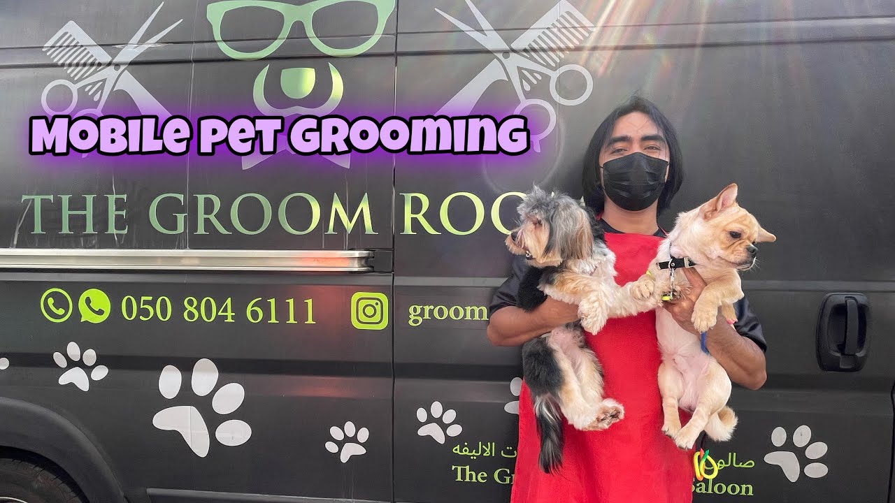 Mobile Grooming Yorkie and Chihuahua Abu Dhabi YouTube