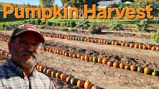 Pumpkin Harvest Day on the Homestead | Garden Cleanup & Delicious Roasted Pumpkins