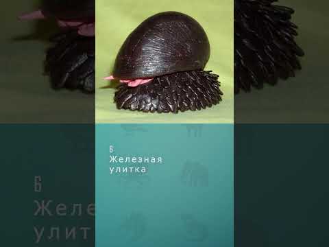 Топ 10 самых необычных улиток #шортс #улитки #дикиеживотные #топ10 #shorts #комарик