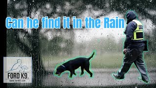 Can The Detection Dog Search In The Rain?