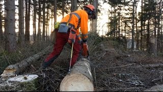 Would You Limb A Tree Like This??