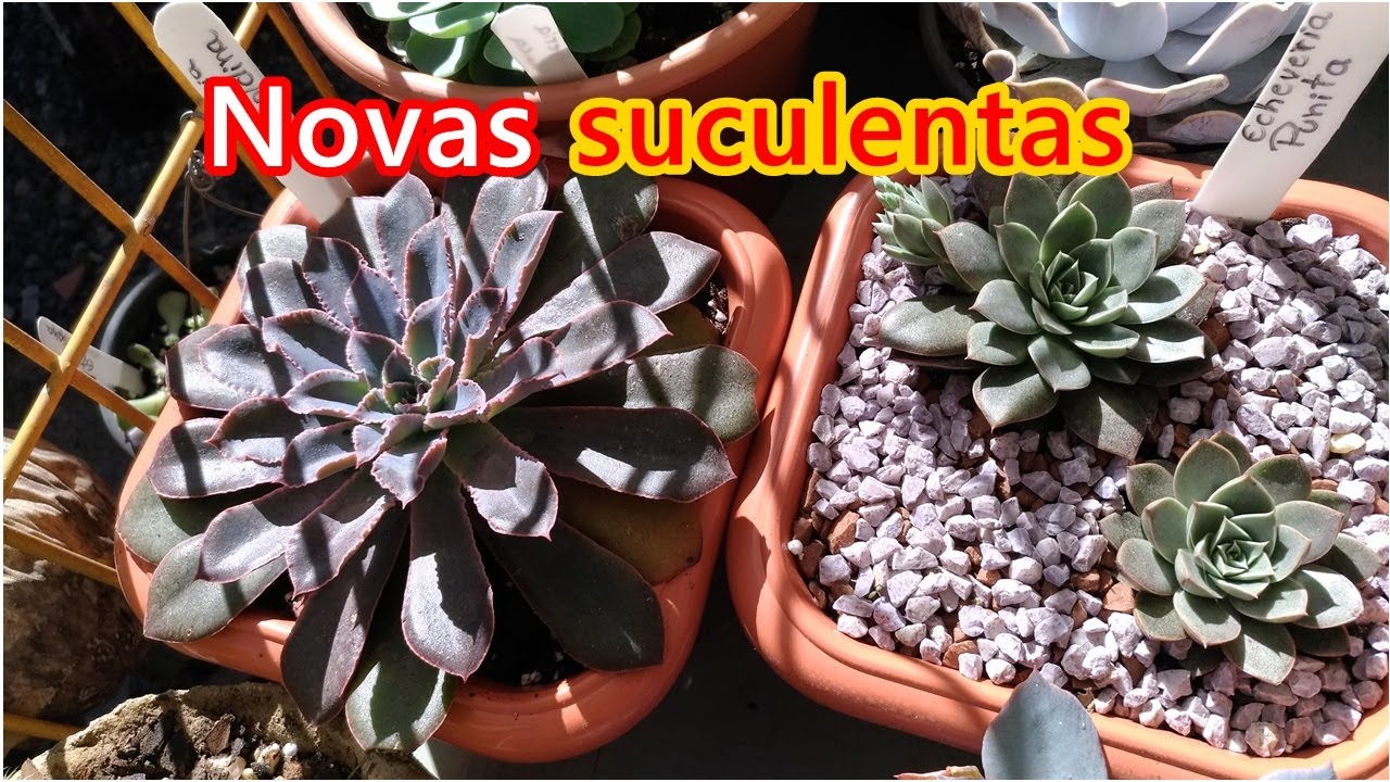 Plantinhas novas: echeveria punita e echeveria Leopoldina-Simone Felic.