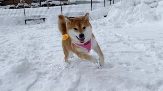 【柴犬】普段全然走らないのに雪あるだけでテンション爆上がりする犬。