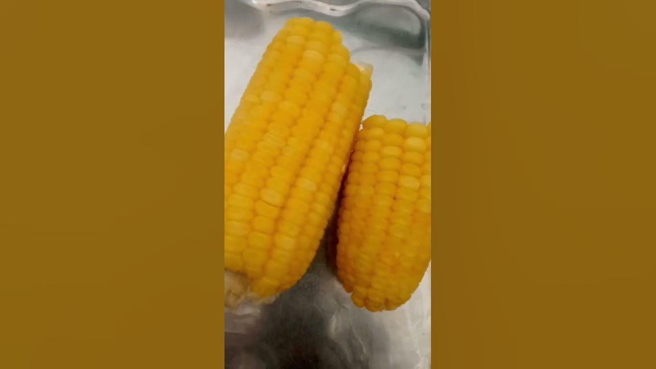 boiled-sweet-corn-youtube
