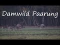 Damwild Paarung