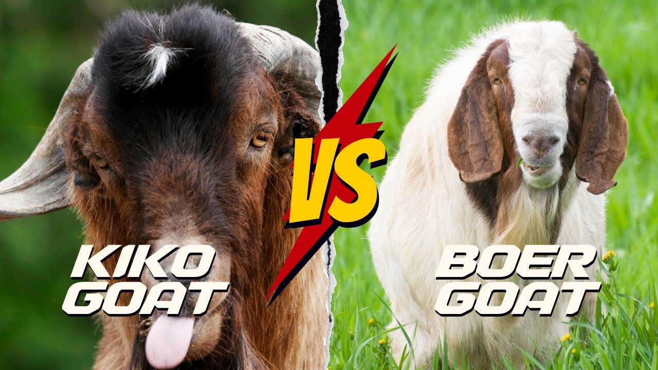 Kiko Goats vs Boer Goats: Which Breed is Best? - YouTube