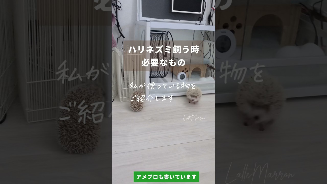 ハリネズミを飼う時に必要なもの🦔 #ハリネズミ