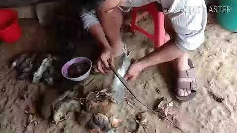 pịa chuột [Món ngon ai dám thử] bạn đến chơi nhà